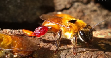 Contribuições sobre a ecologia de abelhas na Amazônia, Brasil